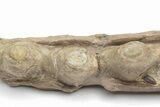 Fossil Mosasaur (Platecarpus) Upper Jaw Section - Kansas #207910-6